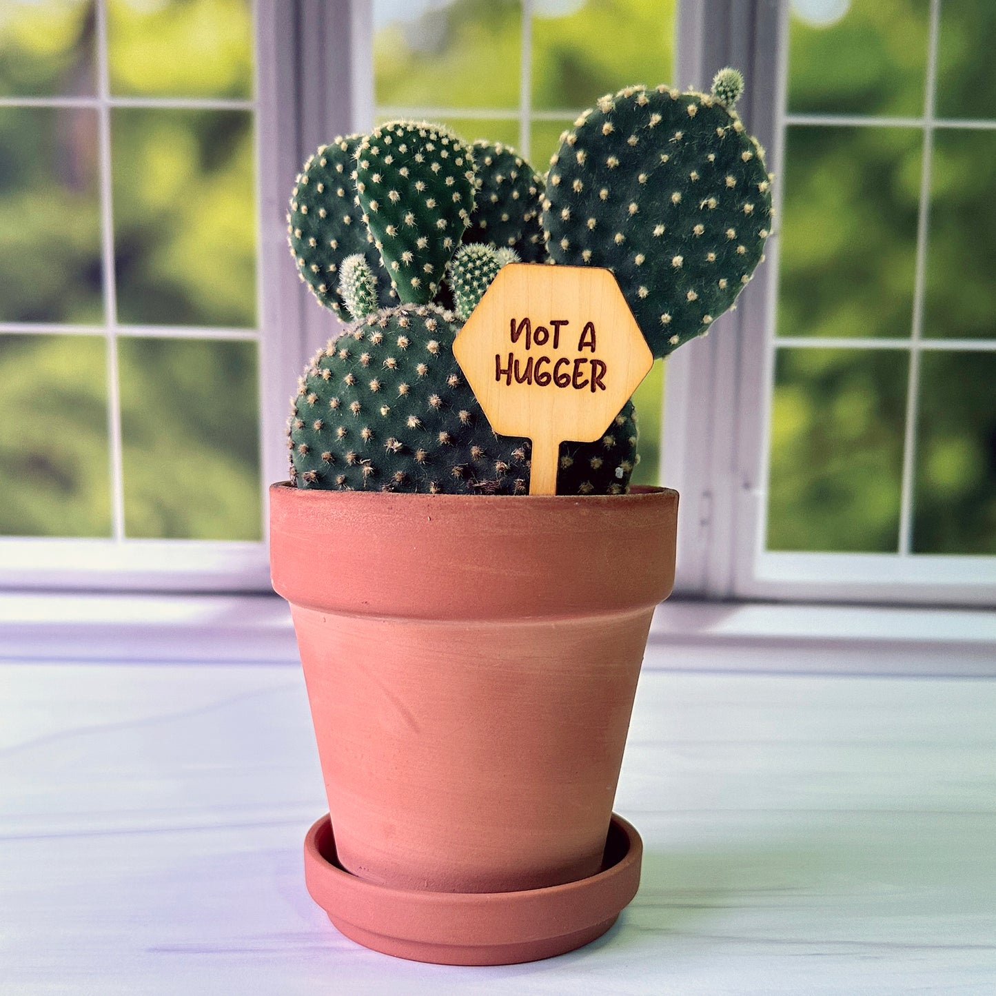 Hexagon Shaped Funny Succulent Plant Markers