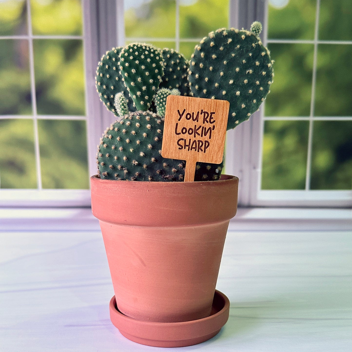 Square Shaped Funny Succulent Plant Markers