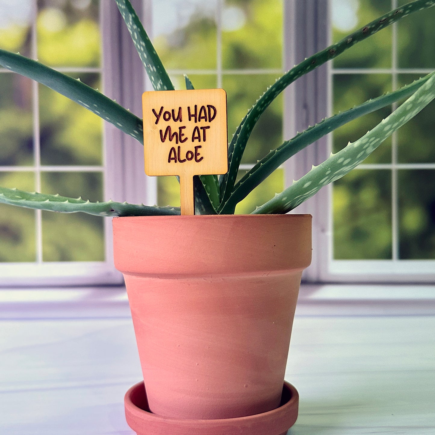 Square Shaped Funny Succulent Plant Markers